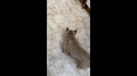 Frenchie's Face Full Of Yogurt