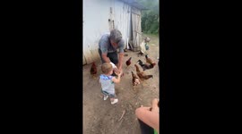 Little Boy Feeds Rowdy Chickens