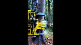 Huge tree is demolished within seconds by powerful logging machine 4k60fps