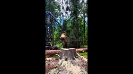 A medium-sized forestry harvester effortlessly lifts, manipulates and processes an enormous tree, showcasing the surprising strength and advanced hydraulics of modern logging machinery. This impressive footage turns a routine forestry task into an eye-ope
