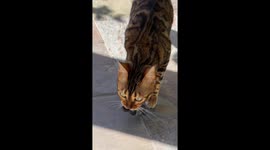 Bengal Cat Catches a Snake