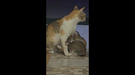 Mother cat feeding babies