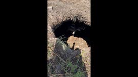 Construction Workers Use an Excavator to Rescue Deer