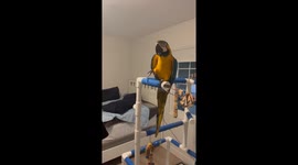 When Pets Look Like Their Owners