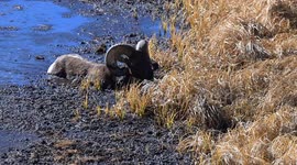 Park Rangers Rescue Ram Stuck in Mud