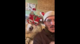 Festive Malamute Nails His Christmas Solo