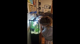 Sphynx Kitten Supervising Fish Tank Cleaning