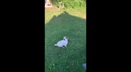 Backyard Gremlin Has Beef With the Hose