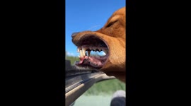 Dude's Toothy Grin Out The Car Sunroof
