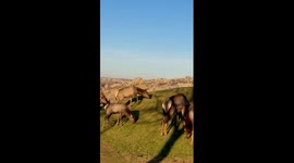 Golf Course Gets Shut Down When Elk Pass Through