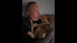 Cute Orange Cat Grooms Owner