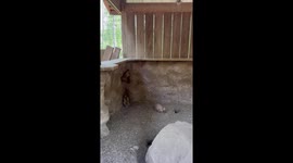 Prairie Dog Jailbreak