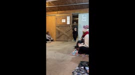 Baby goats in Christmas sweaters charm visitors in viral TikTok