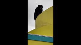 Bear on the Roof of the Bubba Gump Restaurant