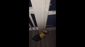 Excited dog retreats quickly from heavy morning snowfall in Dayton, USA