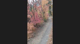 Cougar Follows Me for 6 Minutes