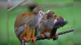 UK: Tiny Squirrel Monkey Newborn At Woburn Safari Park Awaits Tree Mendous Name