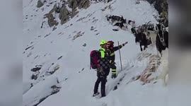 Italy: Firefighters Rescue 37 Missing Goats In Dramatic Mountain Operation In Italy