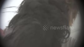 US: Undercover Investigation Reveals Sick Puppies Suffering In New York