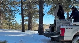 US: Orphaned Bear Cubs Released Into Remote Teller County Wilderness