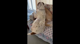 Rescue dogs Jelly and Obelix go viral for their hilarious battle over one couch spot