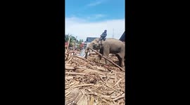 Elephants deployed to clear debris from floods in Indonesia