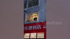 Wild boar scrambles onto second-floor windowsill ledge after breaking into home