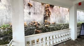 Troop of monkeys rushes downhill at a park in China