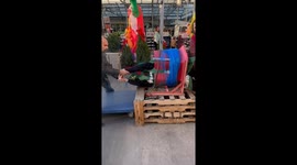 Holiday prank goes viral after woman Is wrapped and hauled home as a Christmas tree