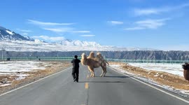 Camel with two humps casually blocks road in China