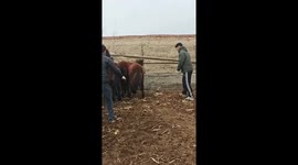 Chaotic chase ends as horse gets stuck in barrel