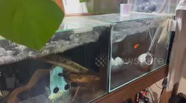 Japan: Water Overflows From Fish Tank During Powerful M7.5 Earthquake