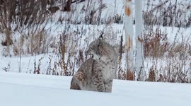 China: Lynx, moose spotted in Heilongjiang's winter forest