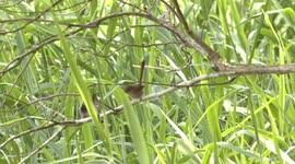 Hardworking Red-backed Fairywren parents rarely rest in their quest to feed their hungry chicks.