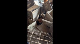 The Unconventional Nanny Hen