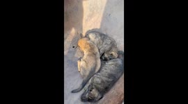 Sad story about puppies being sold in Nigerian market