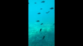 Underwater wild life in Hurghada beautiful different kind of fish