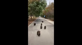 The Adorable Pursuit