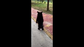 The Playground Brawl