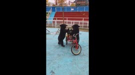 The Great Tricycle Takeover