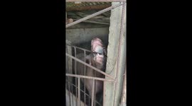 The Pig with a Dental Dilemma