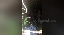 Heroic Rescue: Community Saves Cow Trapped in Well Near Shahdol, Madhya Pradesh