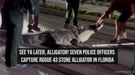 Seven police officers capture rogue 43 stone alligator in Florida
