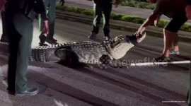UNCAPTIONED: See ya later, alligator! Seven police officers capture rogue 43 stone alligator in Florida