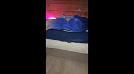 OMG! A mouse joined my sister in bed! hilarious reaction caught on camera
