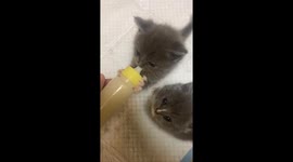 British Shorthair kittens share a feeding moment in Hunan, China