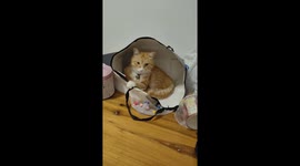 Domestic short-hair cat wakes up and stretches in a funny way in Chongqing, China