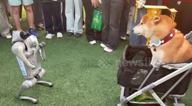 Robot and dog share adorable interaction during Pet Day in Guangdong, China