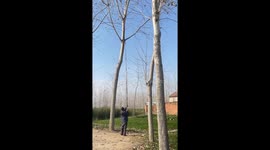 Tree branch unexpectedly falls during trimming mishap in Jiangsu, China