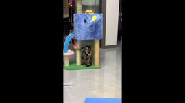 Adorable cat with rare two-toned face stuns in Sichuan, China